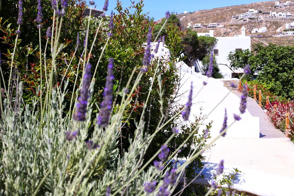 ホテル Aelia Mykonos オルノス エクステリア 写真